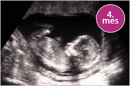 Cuarto mes de Embarazo - Ser Padres Primerizos